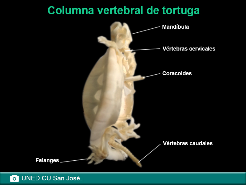 Columna vertebral tortuga